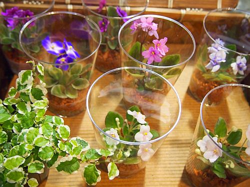 セントポーリア 初心者でも手軽に簡単 粋な空間造りにオシャレな観葉植物 Naver まとめ